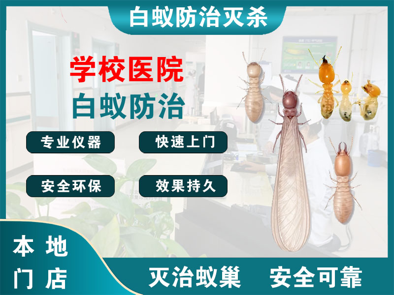 临平学校医院白蚁防治