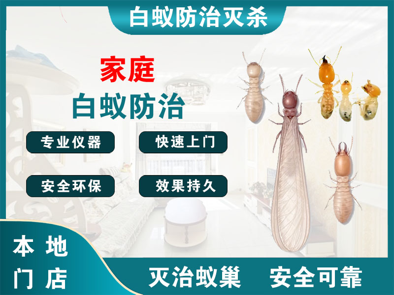 临平家庭白蚁防治