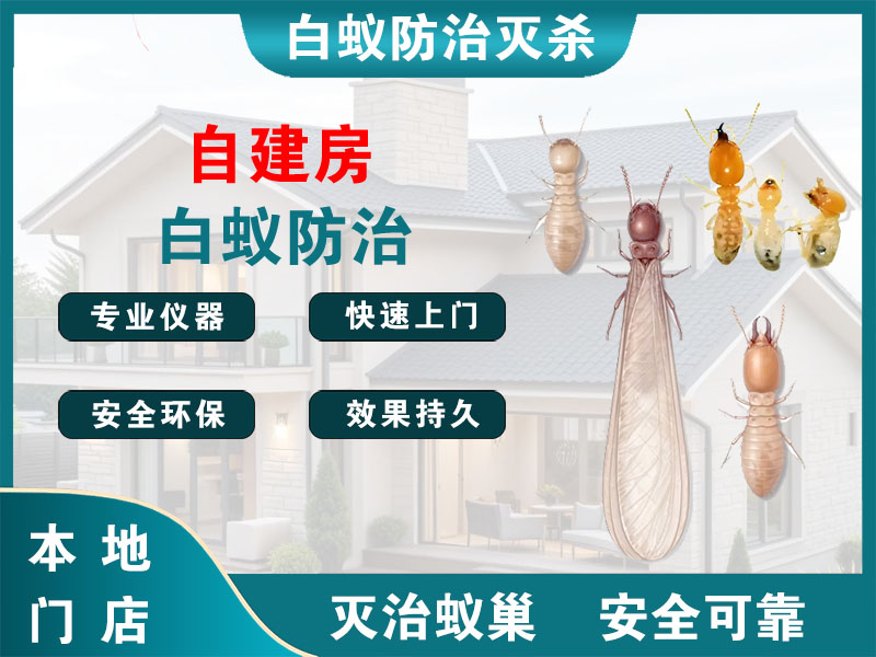 临平自建房白蚁防治