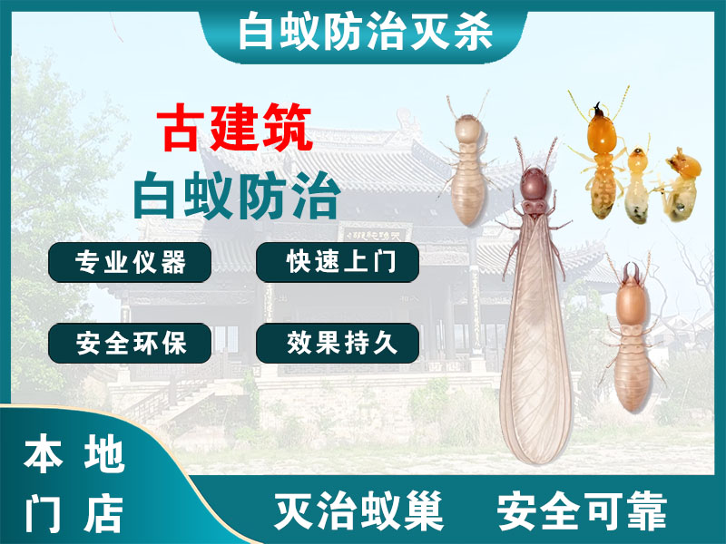 临平古建筑白蚁防治